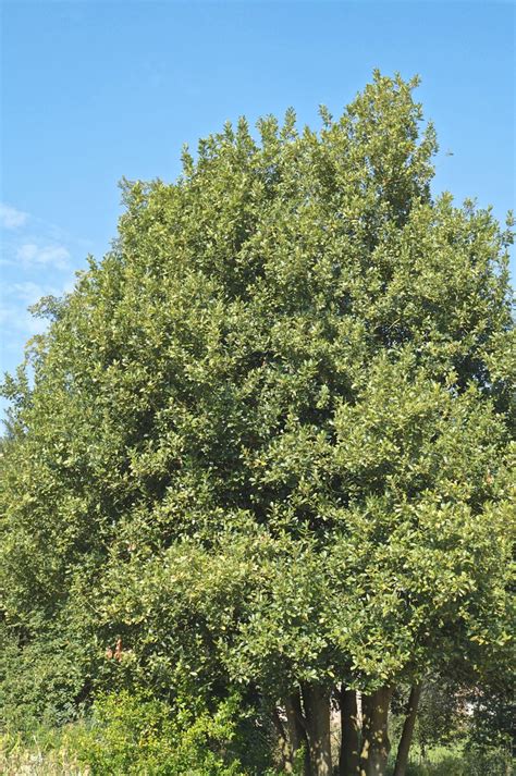 Bay Tree Guide Uk Bay Tree Identification