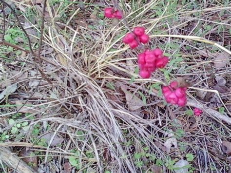 On nov 30, 2006, frostweed from josephine, arlington, tx (zone 8a) wrote: PlantFiles Pictures: Symphoricarpos Species, Bird's Eye ...