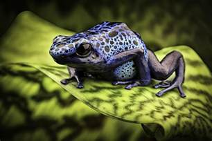 Amazon Rainforest Tree Frog