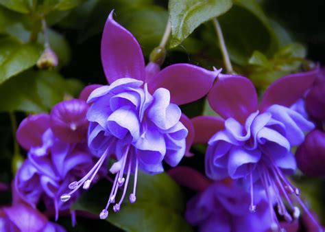 List Of Blue Annual Flowers