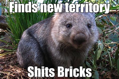 Easily Startled Wombat Funny