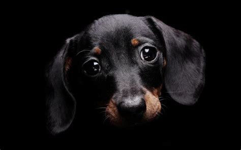 Cute Dog :) - Dogs Wallpaper (33531419) - Fanpop