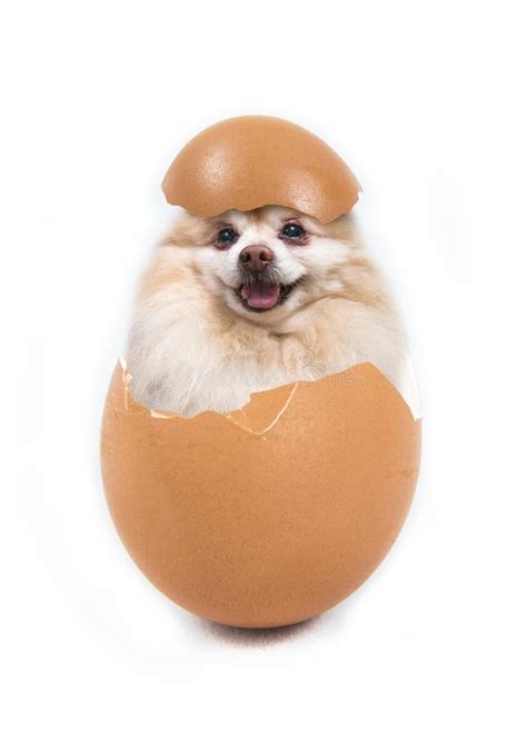 Cute Puppy Sitting In The Egg Stock Image Image Of Pretty Young