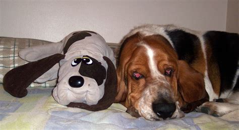 Hound Dog Eyes Joey Our Basset Hound Jodi Juricic Flickr