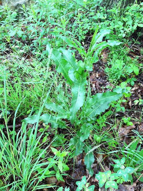 Pokeweed is one of the first plants to sprout in the springtime. Eat Your Weeds | Flora Verdura | A resource for herbalist ...