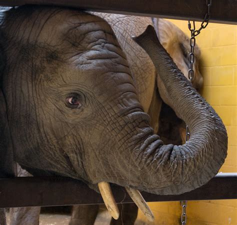 Pittsburgh Zoo Elephant Hüskerdü Flickr