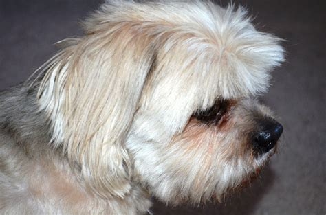 Seperti gambar monyet yang ternyata kata yang dimaksud adalah kera. Gambar : hewan, imut, membelai, duduk, kecil, binatang menyusui, teman, bertulang belakang ...