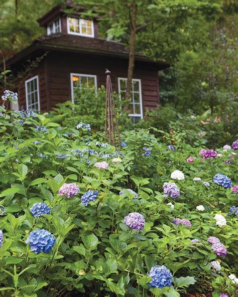 Different types of hydrangea bushes benefit from specific growing conditions, but as long as you cover the basics, you'll be rewarded with gaudy blossoms that. Pin by Little Yellow Cottage on ***Curb Appeal*** (With ...