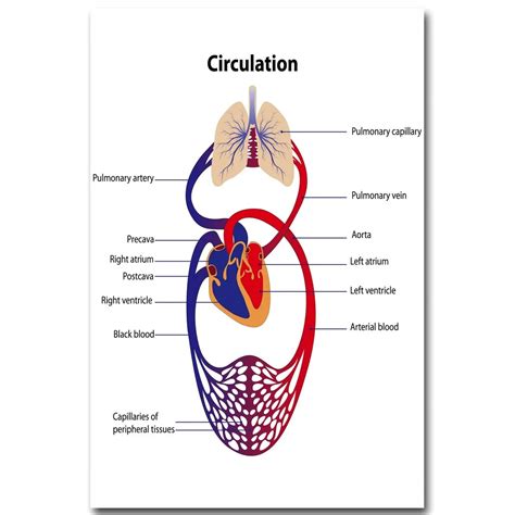 Nicoleshenting Syst Me De Circulation Sanguine Humaine Affiche En Soie