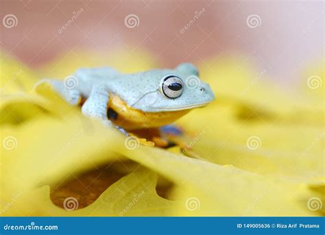 Frog Stay On Yellow Leaf Stock Photo Image Of Stay 149005636