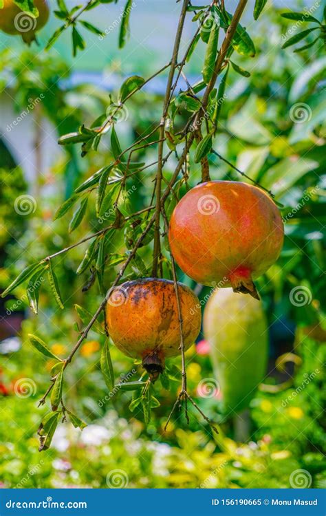 Pomegranate Punica Granatum Chamada De Ã¡rvore De Frutas Anar Ou