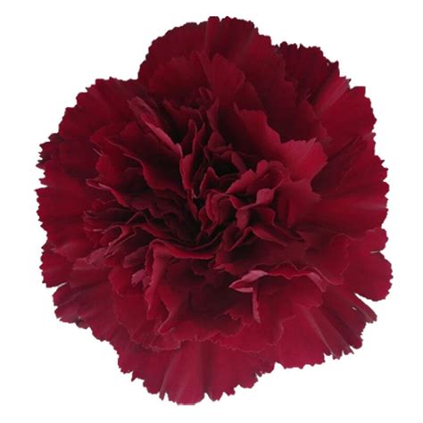 Carnation Burgundy Cut Carnations Flower Suppliers Wholesale