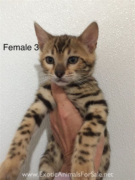 Is A Bengal Cat Legal In Idaho Catsinfo