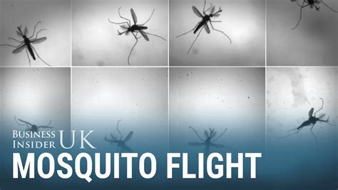 Oxford Scientists Just Solved The Mystery Of How Mosquitos Fly Using