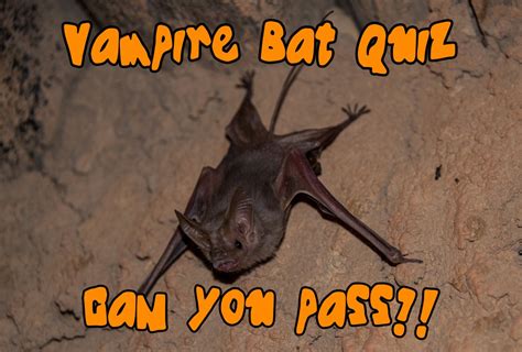 Vampire Bat Quiz Cswd