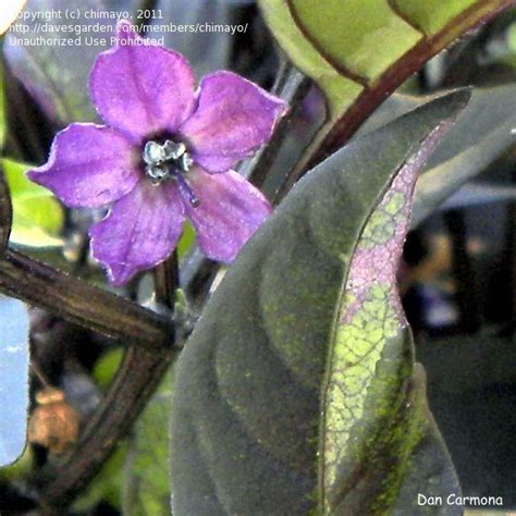 Maybe you would like to learn more about one of these? PlantFiles Pictures: Capsicum, Ornamental Pepper 'Purple ...