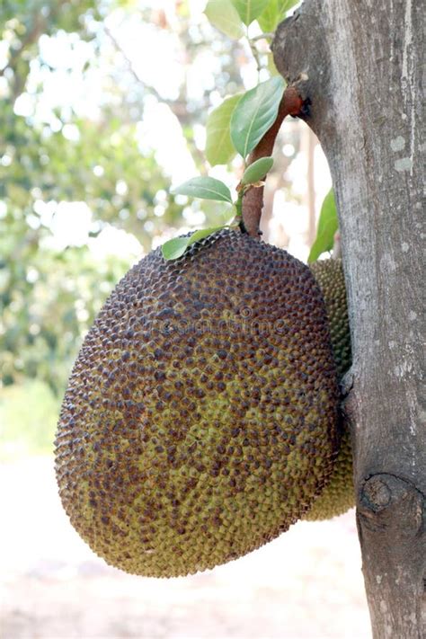 Jackfruit Nature Small Jackfruit On Jackfruit Tree Stock Image Image