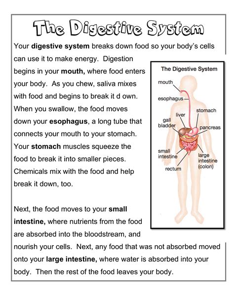 Digestive System