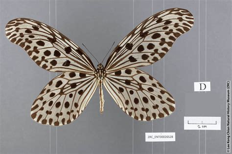 Digital Collection Of Butterflies Of Singapore And Peninsular Malaysia