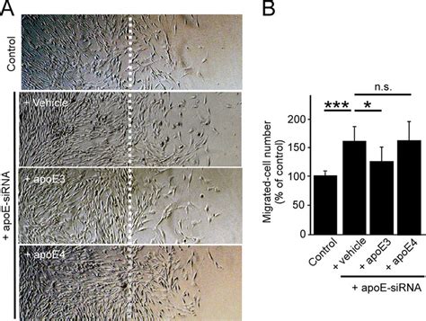 Apoe Suppresses Two Dimensional Pericyte Migration In An Download