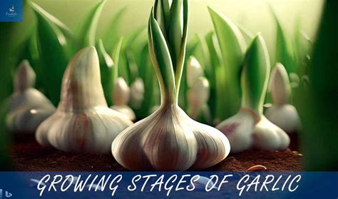 Garlic Growing Stages Foodide