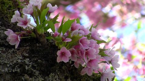 Beautiful Nature Spring جمال الطبيعة في فصل الربيع Youtube