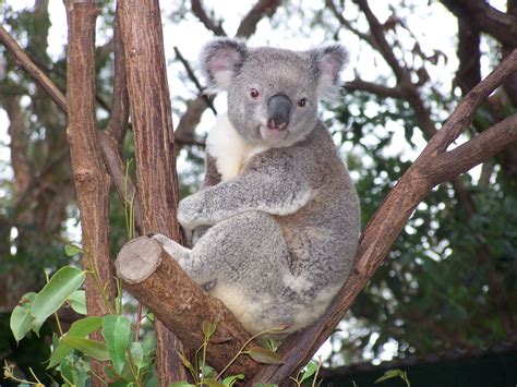 Free Images Mammal Fauna Vertebrate Koala Marsupial Australian