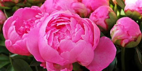 Les 10 Plus Belles Fleurs Roses Du Jardin