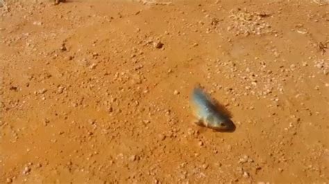 Be Afraid Fish That Can Walk On Land Invade Australia