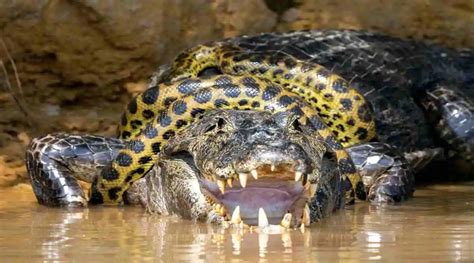 Croc Vs Snake Giant Anaconda Engages In A Brutal Fight With Alligator