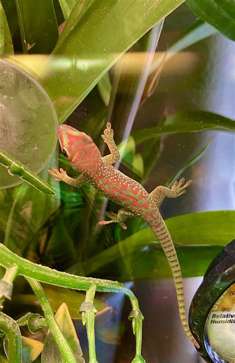 Day Geckos Reptiles For Sale Bakersfield Ca 339233