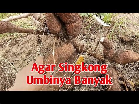 Setelah itu, ubi kayu dapat. Cara Tanam Ubi Kayu Agar Umbinya Banyak - YouTube