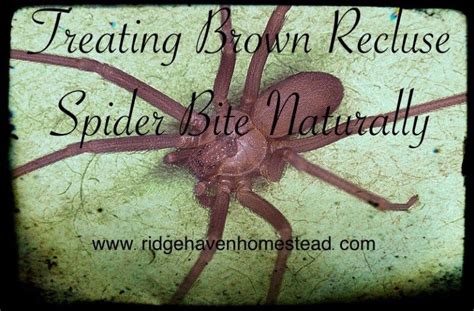 Pin On Recipes Natural Remedies Ridge Haven Homestead