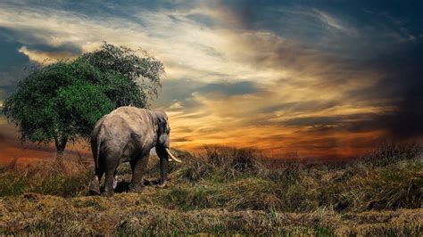 Beautiful Elephant Wallpapers Top Free Beautiful Elephant Backgrounds