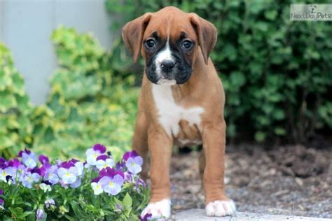 Youll Love This Female Boxer Puppy Looking For A New Home Boxer