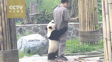 Watch Playful Giant Panda Cant Let Zookeeper Go Youtube