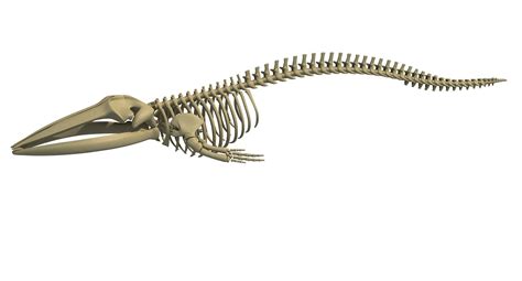 Whale And Shark Skeletons 3d Model By 3d Horse