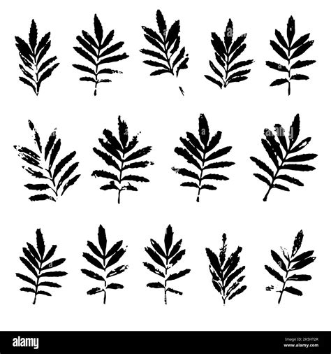 Marigold Leaves Black Prints Isolated On White Ink Stamps Of Foliage