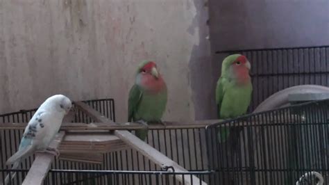 Lovebirds And Parakeet Together Getting Along Nicely Finally Youtube