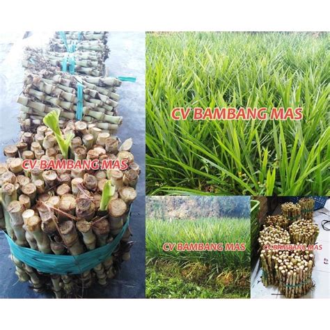 Jual Benih Tanaman Bibit Rumput Odot Kemasan Kg Rumput Pakan Sapi