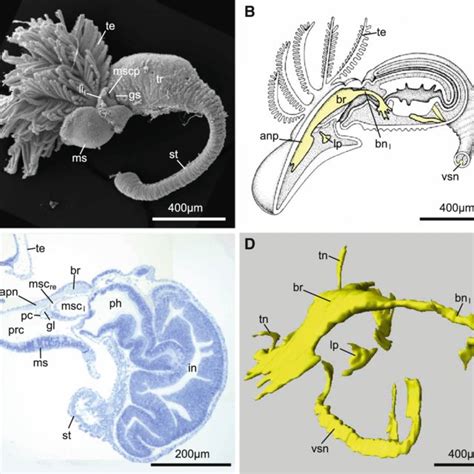 General Anatomy Of The Nervous System Of The Pterobranch Cephalodiscus