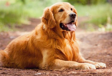 Golden Retriever Dog Breed Information