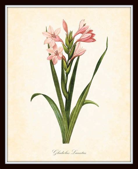 French Botanical Prints Antique Gladiolus Laccatus Redoute French