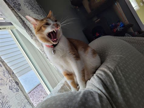 10000 Best Rphotoshopbattles Images On Pholder Psbattle Cat