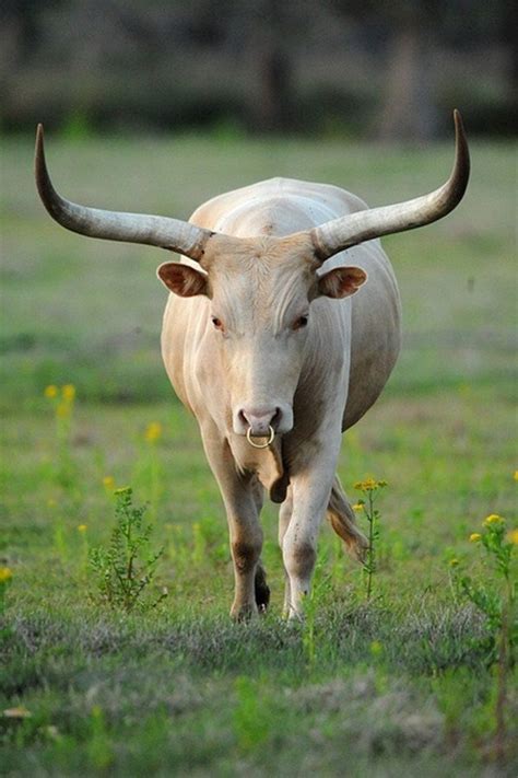 40 Beautiful Pictures Of Animals With Horns Animals With Horns