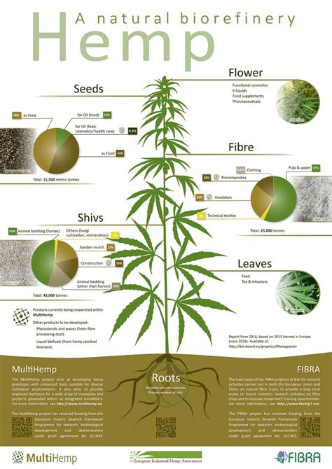 The Future For Hemp What Is At Stake