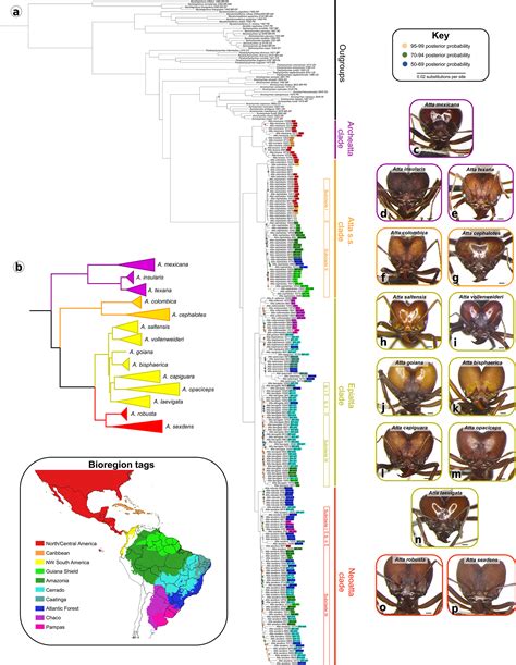 Phylogenomic Reconstruction Reveals New Insights Into The Evolution And