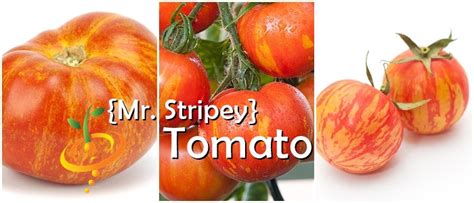 Tomato Mr Stripey