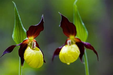 10 Of The Rarest And Most Beautiful Flowers In The World