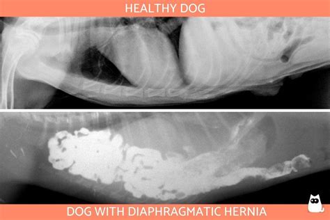 Diaphragmatic Hernia In Dogs And Puppies Causes Symptoms And Treatment